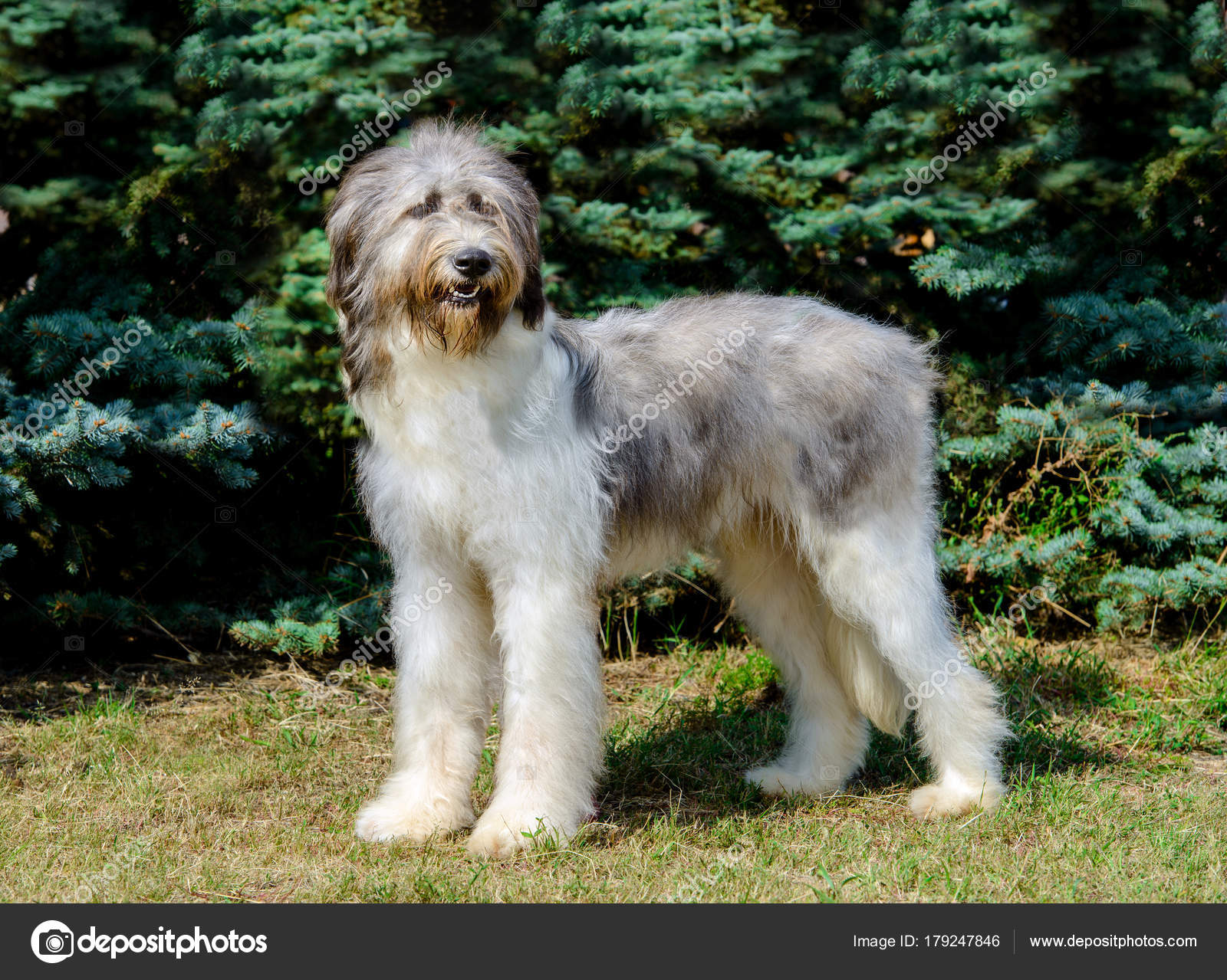 Grey Carpathian Shepherd Dogs Livestock Guardian Carpathian Dog