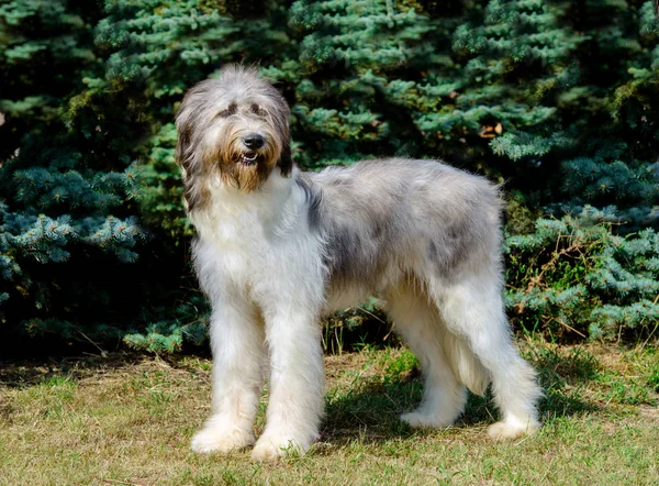 Romanian Shepherd Dog Full Face Romanian Mioritic Shepherd Dog Grass — Stock Photo, Image