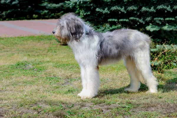 Roemeense Herder Hond Profiel Roemeense Ciobanesc Romanesc Carpatin Het Gras — Stockfoto