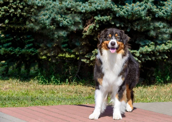 ボーダーコリー トリコロール席 ボーダーコリーは公園に — ストック写真