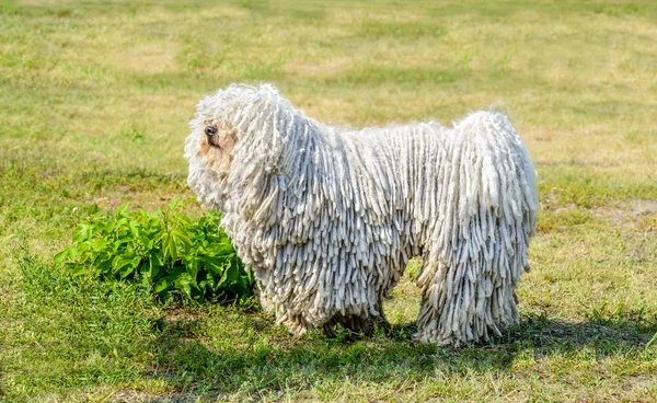 Puli Perfil Puli Está Césped Parque Fotos De Stock