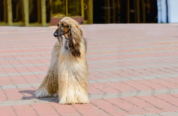 Afghan Hound White Mira Lado Afghan Hound Blanco Está Parque —  Fotos de Stock