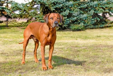 Rodezya Ridgeback tam yüz. Parkta çim üzerinde Rodezya Ridgeback duruyor.