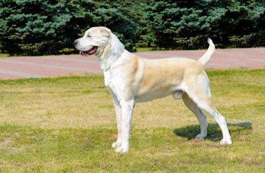 Merkezi Asya çoban köpeği profili. Orta Asya çoban köpeği parkta çim üzerinde duruyor.