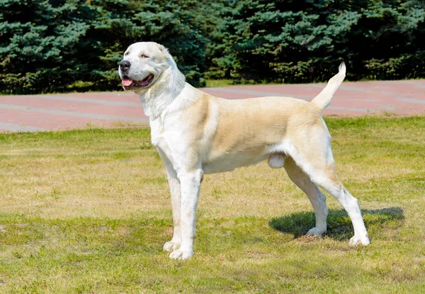 Central Asian Shepherd Dog Kijkt Opzij Central Asian Shepherd Dog — Stockfoto