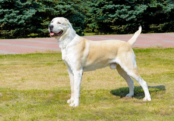 Orta Asya çoban köpeği bir yana görünüyor. Orta Asya çoban köpeği parkta çim üzerinde duruyor.