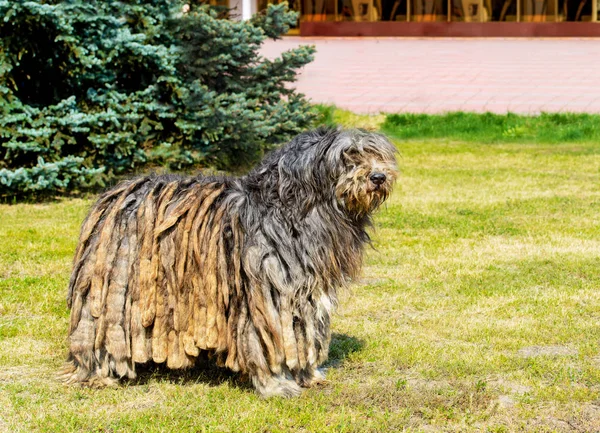 Profilde Bergamasco çoban. Parkta yeşil çimenlerin üzerinde Bergamasco çoban standları.