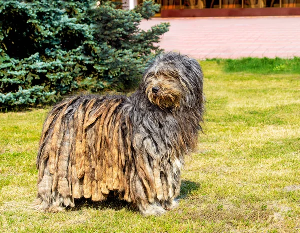 Bergamasco çoban bir yana görünüyor. Parkta yeşil çimenlerin üzerinde Bergamasco çoban standları.