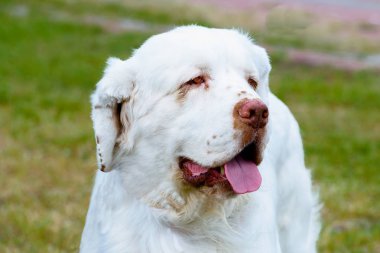 Clumber Spaniel portre. Parkta çim üzerinde Clumber Spaniel duruyor.