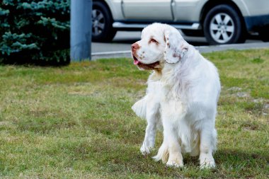 Clumber Spaniel bir yana görünüyor. Parkta çim üzerinde Clumber Spaniel duruyor.