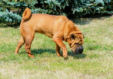 Shar-Pei köpek. Shar-Pei köpek parkta çim üzerinde olduğunu.
