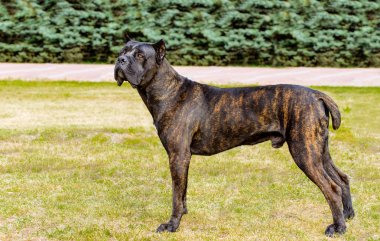Cane Corso kamera görünüyor. Cane Corso parkta yeşil çimenlerin üzerinde duruyor.