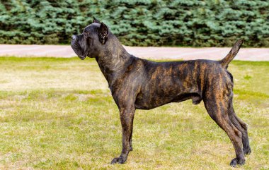 Cane Corso in profile. The Cane Corso stands on the green grass in the park. clipart