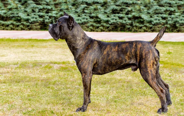 Cane Corso Profil Cane Corso Parkta Yeşil Çimenlerin Üzerinde Duruyor — Stok fotoğraf