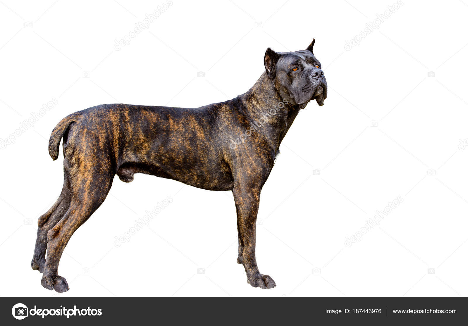 45+ Cane Corso White Brindle