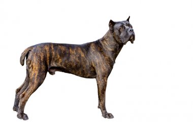 Cane Corso beyaz. Cane Corso beyaz zemin üzerine.