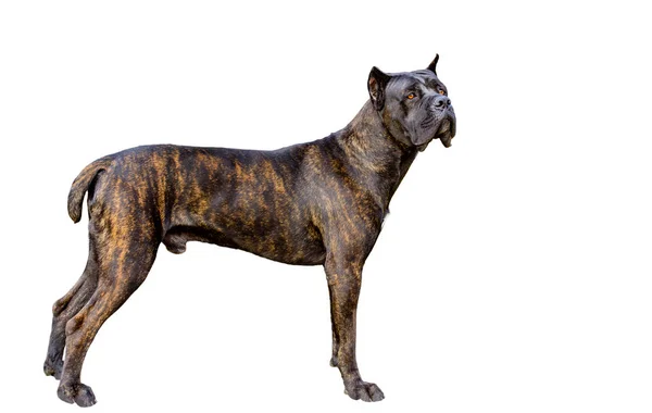 Cane Corso Vitt Den Cane Corso Den Vita Bakgrunden — Stockfoto