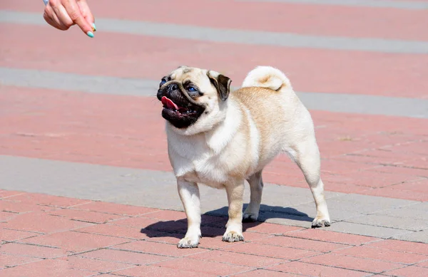 Mops Kommando Mops Parken — Stockfoto