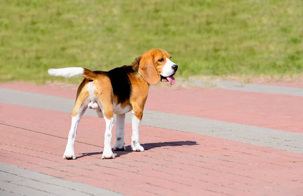 Perro Beagle Mira Atrás Beagle Está Parque — Foto de Stock