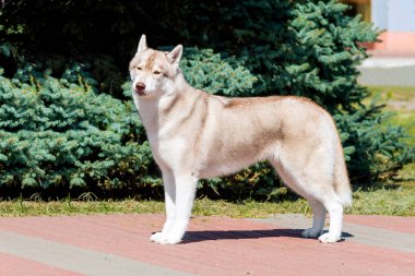 Husky parkta duruyor. Husky şehir parkında duruyor..