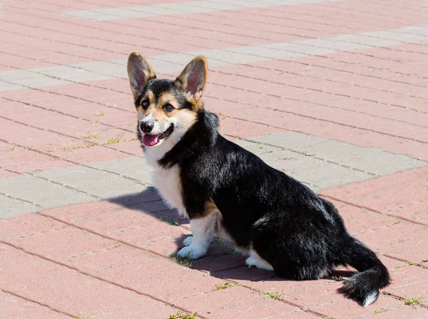 Cardigan Welsh Corgi Néz Cardigan Walesi Corgi Székek Városi Parkban — Stock Fotó