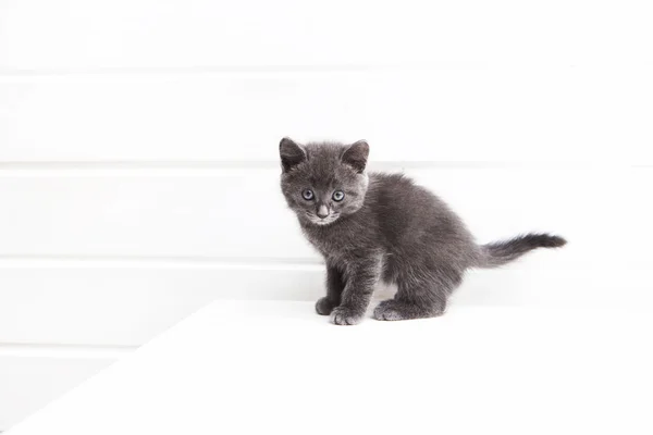 Beyaz arka planda küçük kedi yavrusu — Stok fotoğraf