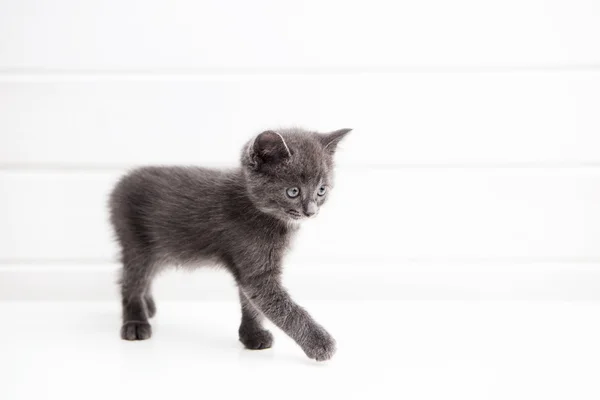 Petit chaton sur fond blanc — Photo