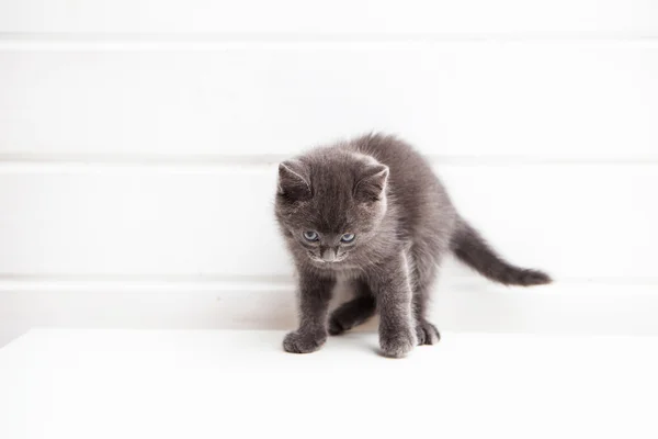 Petit chaton sur fond blanc — Photo