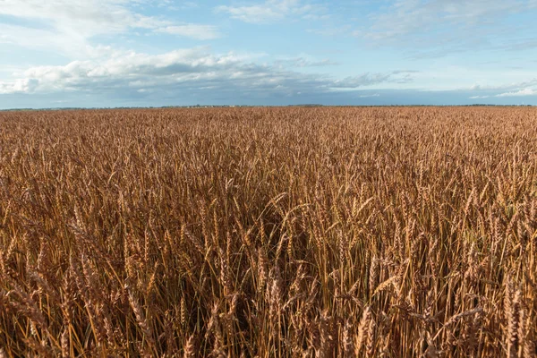 Золотое пшеничное поле Стоковая Картинка