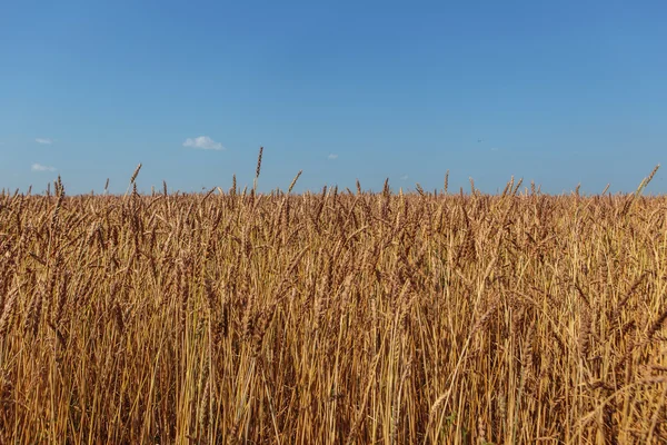 Золотое пшеничное поле Лицензионные Стоковые Изображения