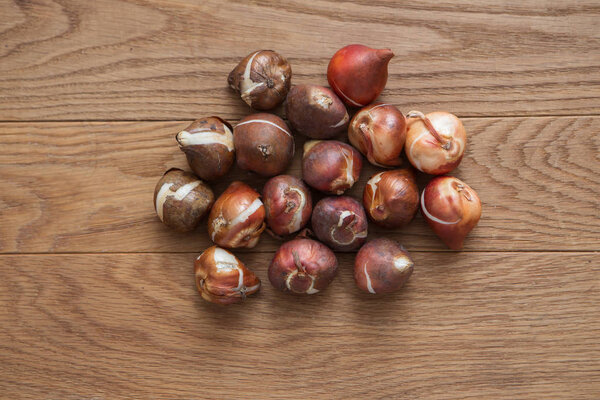 луковицы тюльпанов для садоводства
