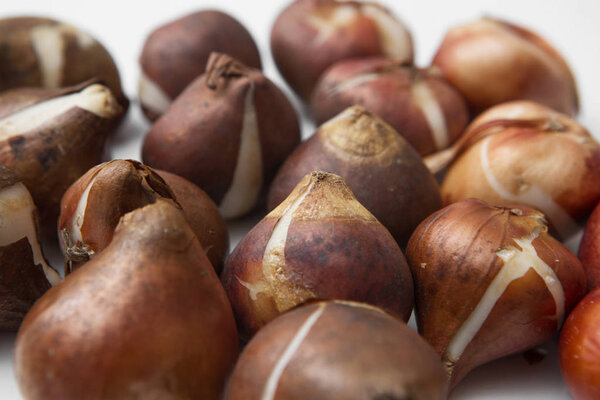 луковицы тюльпанов для садоводства
