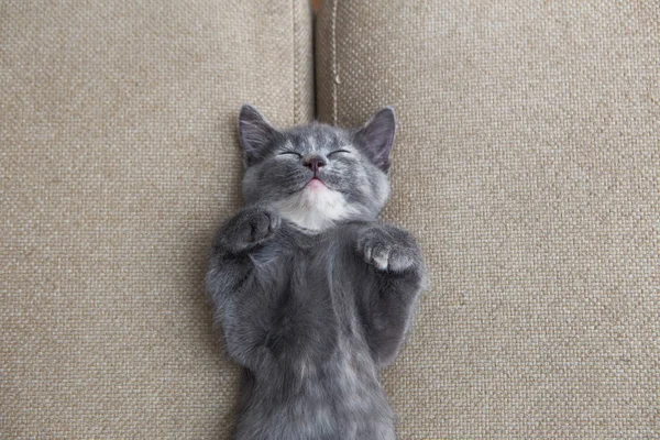 Chaton gris endormi — Photo