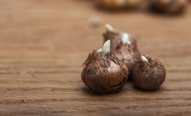 Makro crocus soğanı