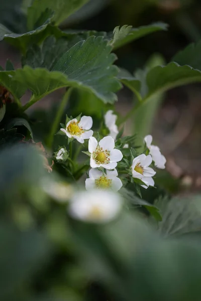 Close-up van aardbei bloemen — Stockfoto
