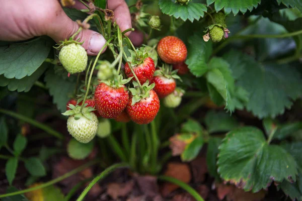 Bush of strawberry Royalty Free Stock Photos