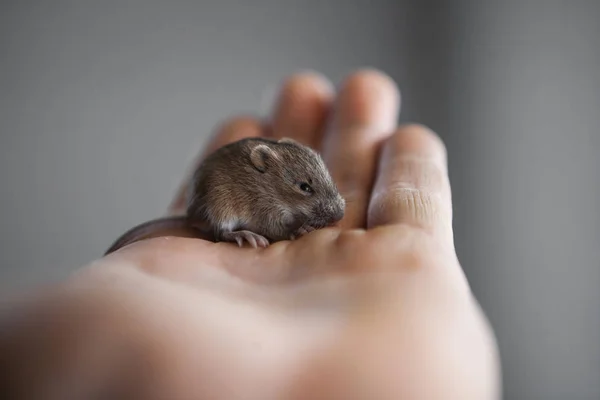 Rato na minha mão — Fotografia de Stock