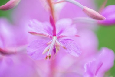 fireweed kadar kapatın