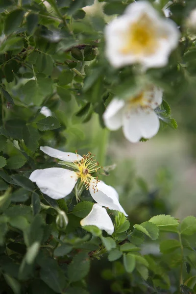 Flowers in the garden — Stock Photo, Image