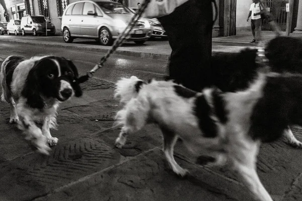 Üç Spaniel köpeği yürüyüşe çıktı: Floransa, İtalya - 14 Eylül 2018.