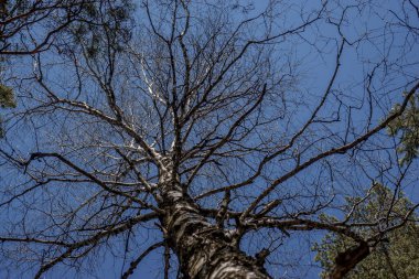 Bir bahar günü mavi gökyüzüne karşı yaprakları olmayan yemyeşil bir huş ağacı (VERKHNYAYA PYSHMA, RUSSIA - 04 Mayıs 2020).