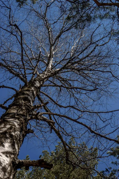 Uma Árvore Bétula Alta Com Belos Ramos Como Conto Fadas — Fotografia de Stock