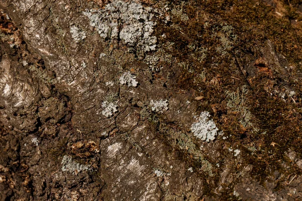Texture, birch tree trunk, macro photography of old tree bark | VERKHNYAYA PYSHMA, RUSSIA - 04 MAY 2020.