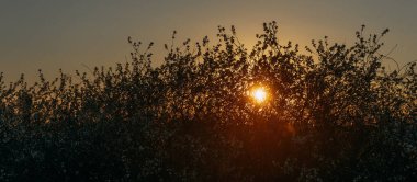 Batan güneş, kiraz ağaçlarının dallarını delip geçer (124); KOROVYAKOVA, SVERDLOVSKAYA OBLAST - 9 Mayıs 2020.