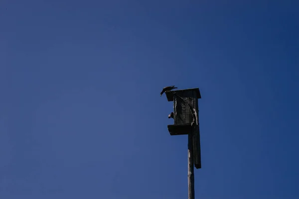 Starling Sentado Una Pajarera Día Soleado Sobre Fondo Cielo Azulkorovyakova — Foto de Stock