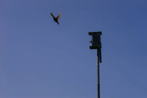 A Starling flying out of a birdhouse to hunt against the blue sky on a may day | KOROVYAKOVA, SVERDLOVSKAYA OBLAST - 9 MAY 2020.