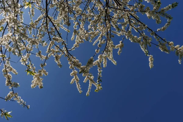 Mavi gökyüzüne karşı uzun ve güzel dalları olan bir erik çiçeği. Aşağıdan yukarıya bak. (124; KOROVYAKOVA, SVERDLOVSKAYA OBLAST - 9 Mayıs 2020.
