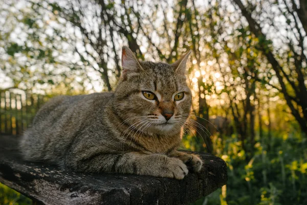 Lying Cat Beautiful Eyes Garden Bench Sunset Korovyakova Sverdlovskaya Oblast — Stock Photo, Image