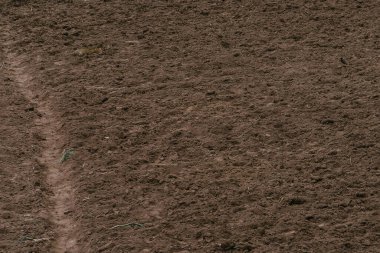 Bir kedinin yalan söylediği ve kuş avladığı kahverengi bir tarla, bu kuşları fark etmek çok zordur (KOROVYAKOVA, SVERDLOVSKAYA OBLAST - 9 Mayıs 2020).