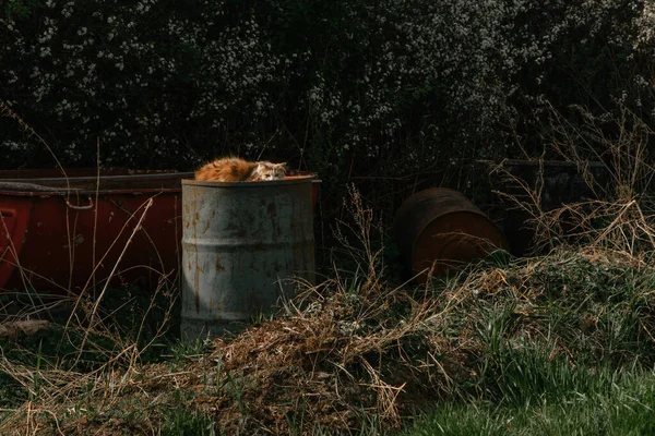 A red cat is hiding on an iron barrel in the village on a Sunny day | KOROVYAKOVA, SVERDLOVSKAYA OBLAST - 9 MAY 2020.